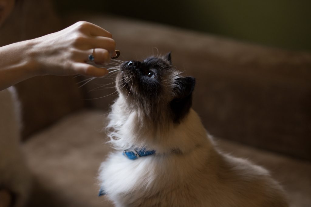 Wellness Cat Food Reviews – The Best Gourmet Cat Food Brand for Your Kitty?