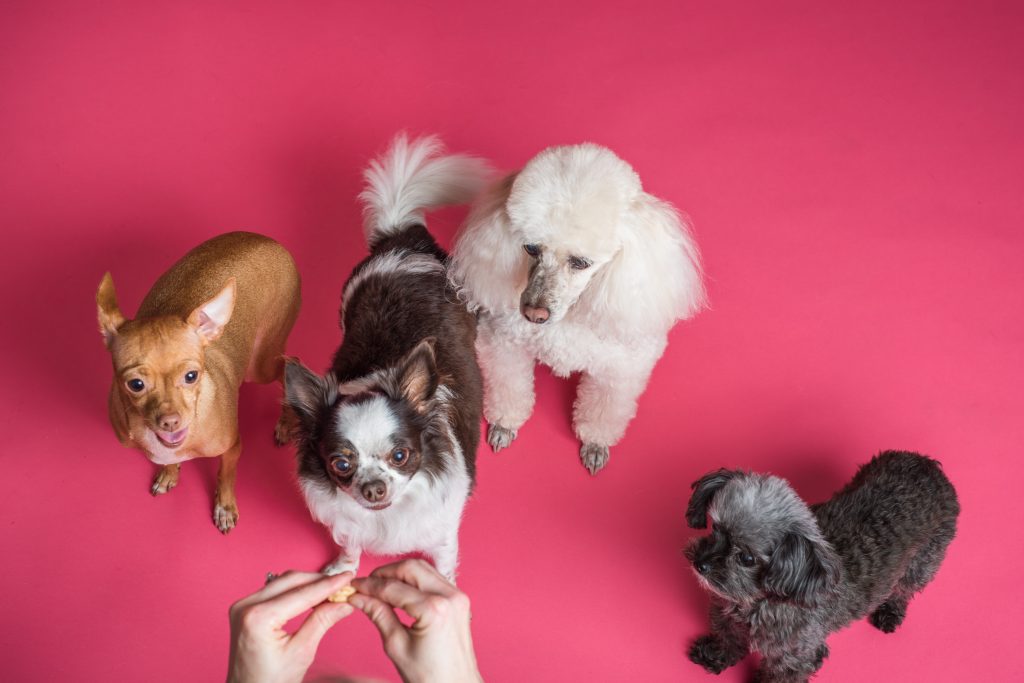 Barkbox vs Chewy – Choosing the Best Subscription Box Service for Your Dog