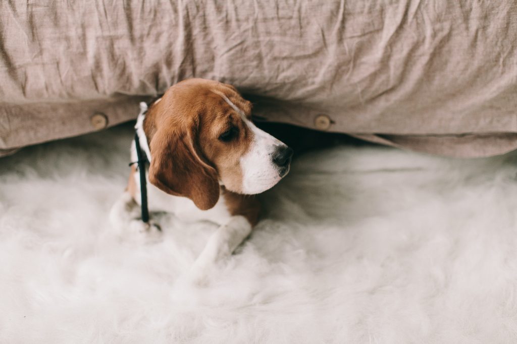 Pupbox vs Chewy – Which Is the Most Affordable Dog Subscription Box?